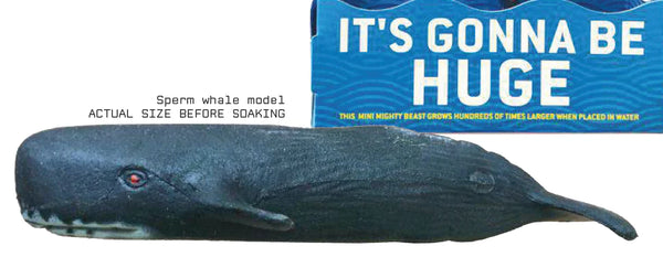 Copernicus Growing Sperm Whale