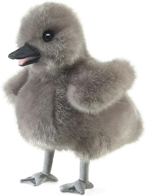 Baby Swan