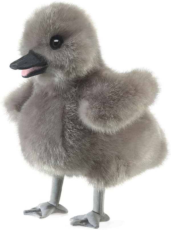 Baby Swan