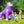 Bigmouth Big Sprinkler Dinosaur  Cannot be Mailed