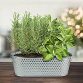 Buzzy Seeds Holiday Herbs Rosemary & Sage Windowsill Grow Kit