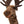 Folkmanis Moose Stage Puppet